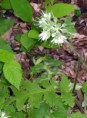 /album/photo-gallery-homepage5/virginia-waterleaf2-jpg/